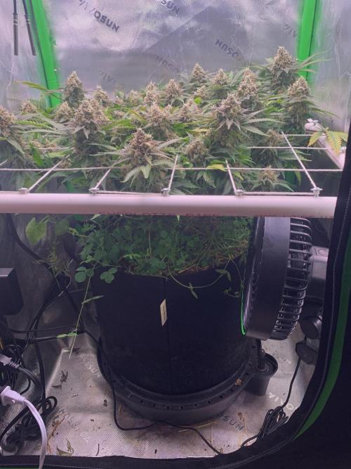 R12: Fuel DOG. Week 17 - 2/14/26