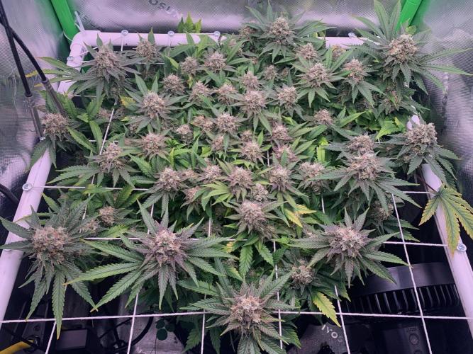 R12: Fuel DOG. Week 17 - 2/14/26