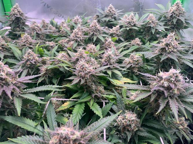 R12: Fuel DOG. Week 17 - 2/14/26