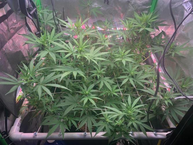 R14: White Widow. Week 10 - 2/14/26