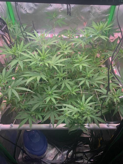 R14: White Widow. Week 10 - 2/14/26