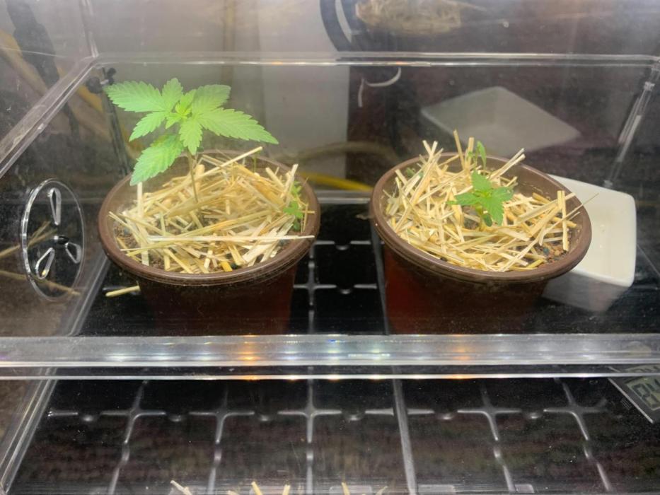 R16: Blue Gelato. Week 2 - 2/16/26