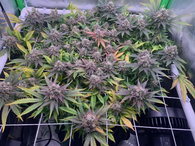 R12: Fuel DOG. Week 18 - 2/20/26