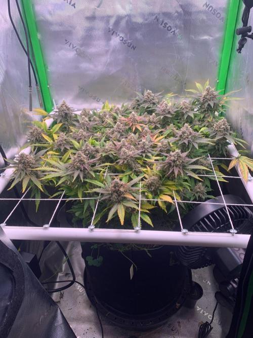 R12: Fuel DOG. Week 18 - 2/20/26