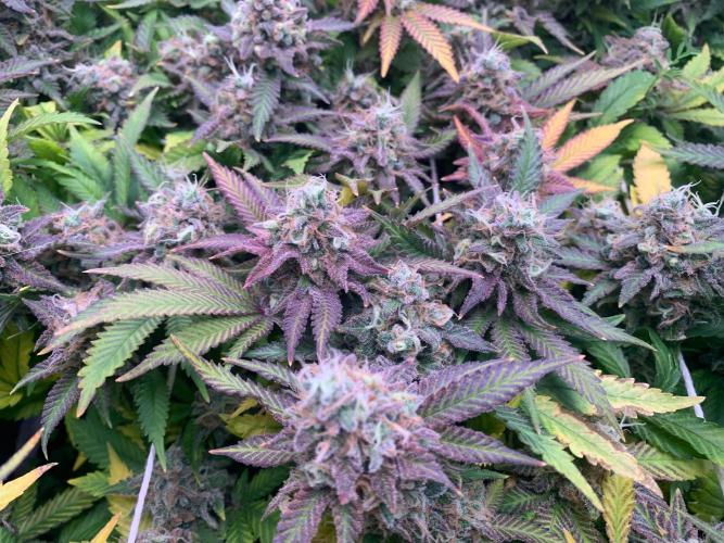 R12: Fuel DOG. Week 18 - 2/20/26