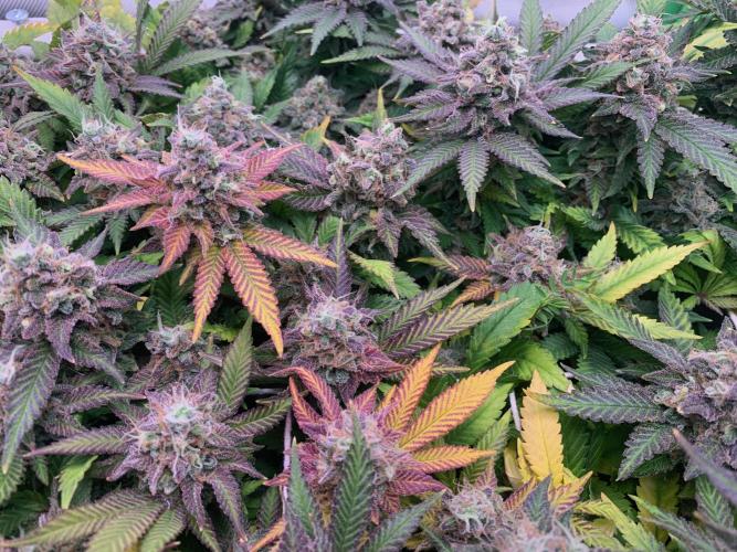 R12: Fuel DOG. Week 18 - 2/20/26