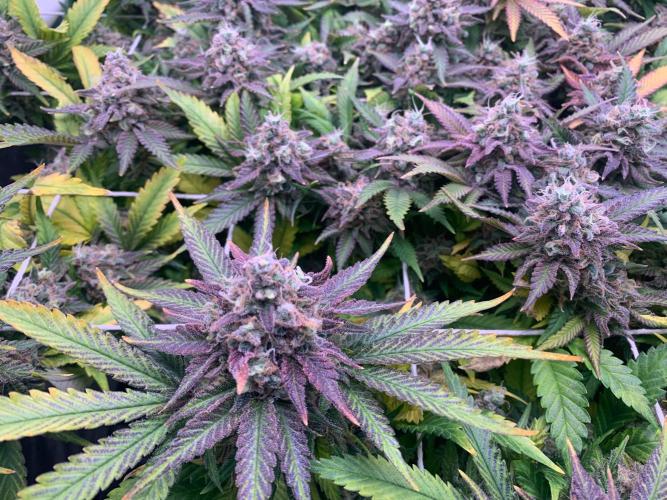 R12: Fuel DOG. Week 18 - 2/20/26