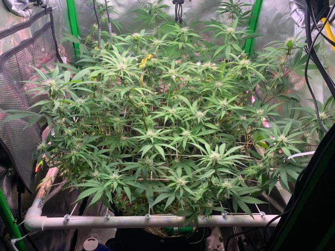 R14: White Widow. Week 11 - 2/21/26