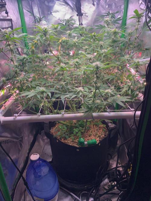 R14: White Widow. Week 11 - 2/21/26