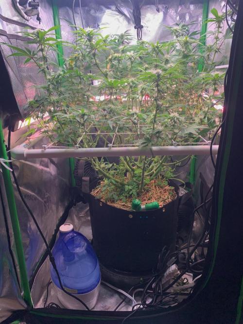 R14: White Widow. Week 11 - 2/21/26