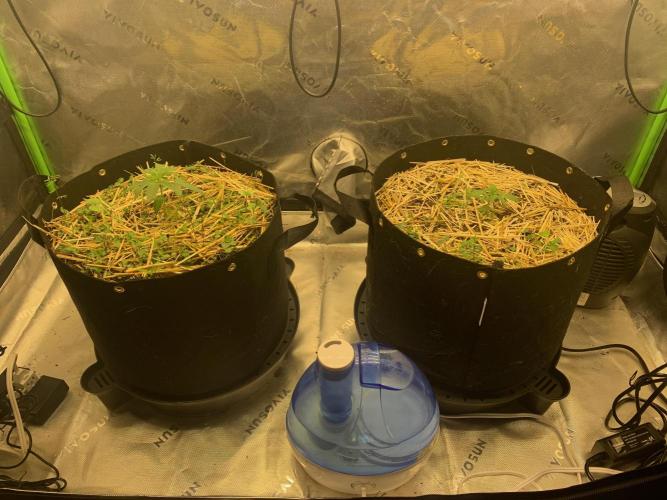 R16: Blue Gelato. Week 3 - 2/23/26