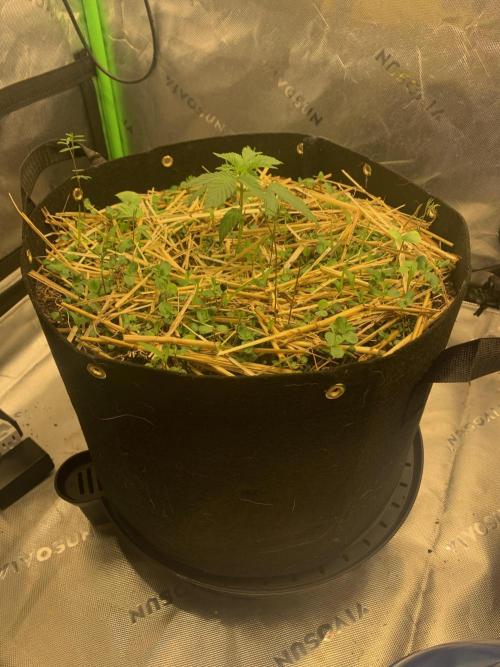 R16: Blue Gelato. Week 3 - 2/23/26