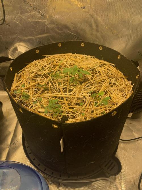 R16: Blue Gelato. Week 3 - 2/23/26