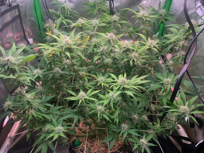 R14: White Widow. Week 12 - 3/1/26