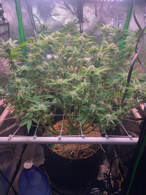 R14: White Widow. Week 12 - 3/1/26