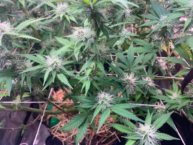 R14: White Widow. Week 12 - 3/1/26