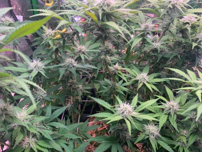 R14: White Widow. Week 12 - 3/1/26