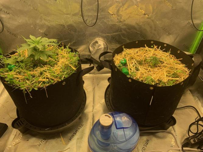 R16: Blue Gelato. Week 4 - 3/2/26