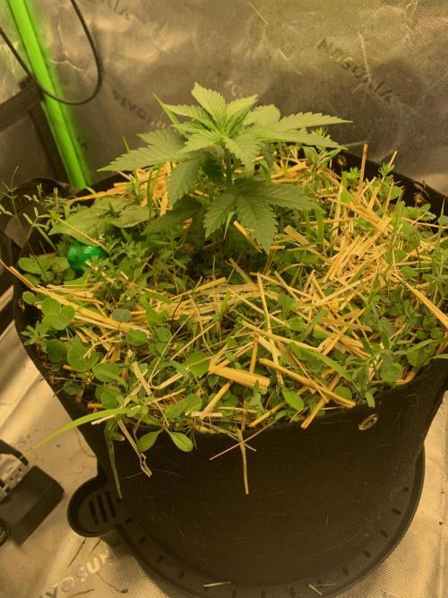 R16: Blue Gelato. Week 4 - 3/2/26