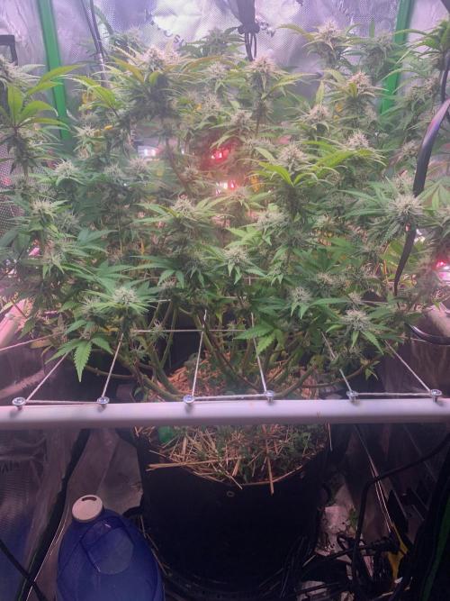 R14: White Widow. Week 13 - 3/7/26