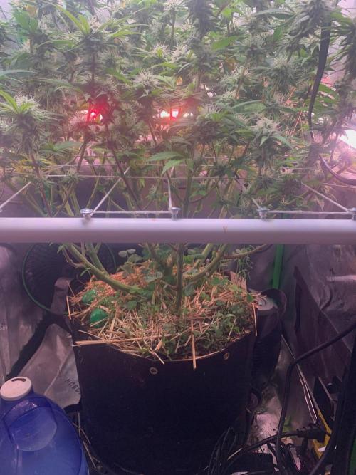 R14: White Widow. Week 13 - 3/7/26