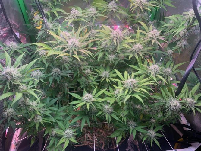 R14: White Widow. Week 13 - 3/7/26