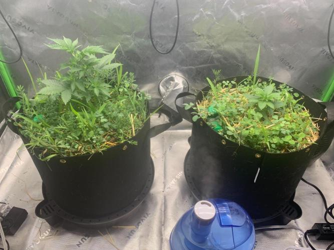 R16: Blue Gelato. Week 5 - 3/9/26