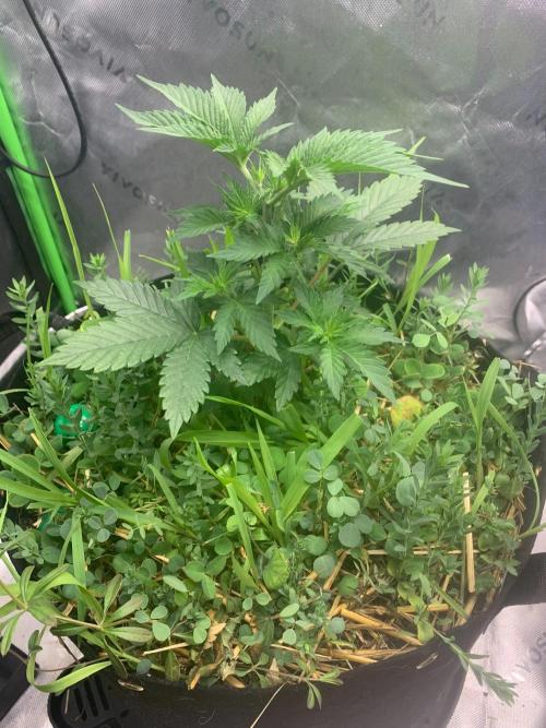 R16: Blue Gelato. Week 5 - 3/9/26
