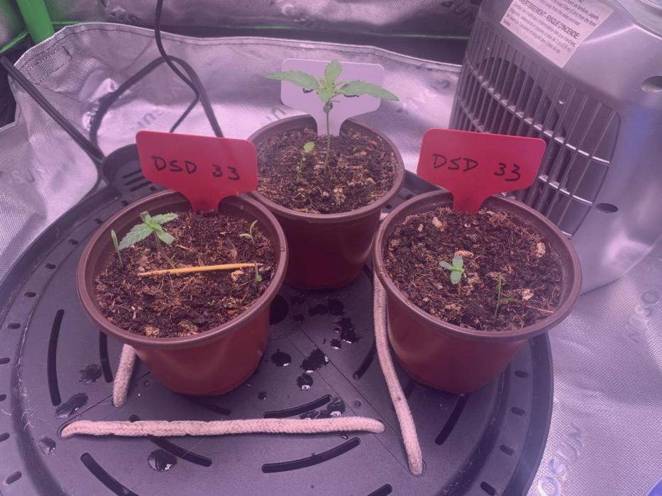 R20: DSD 33. Week 1 - 3/13/26