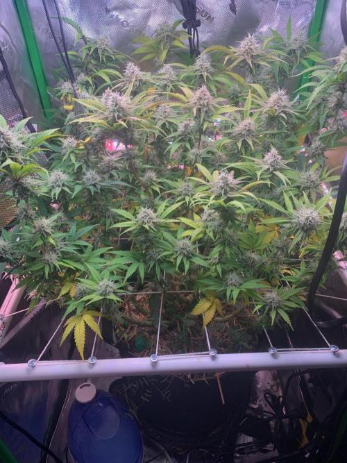 R14: White Widow. Week 14 - 3/14/26