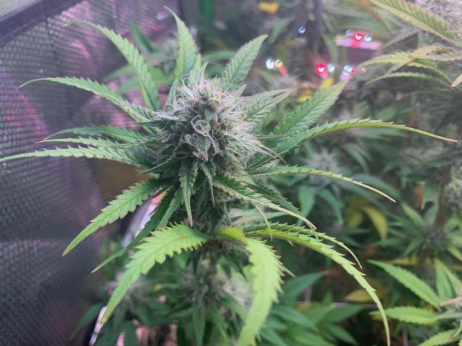 R14: White Widow. Week 14 - 3/14/26
