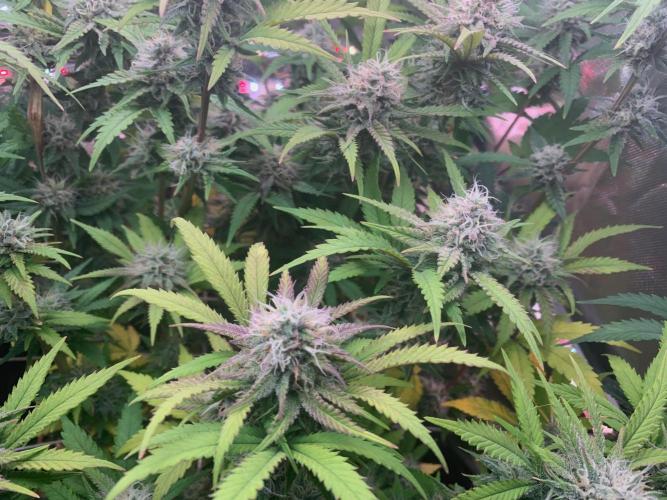 R14: White Widow. Week 14 - 3/14/26