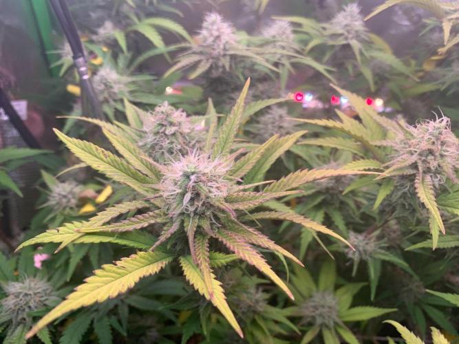 R14: White Widow. Week 14 - 3/14/26