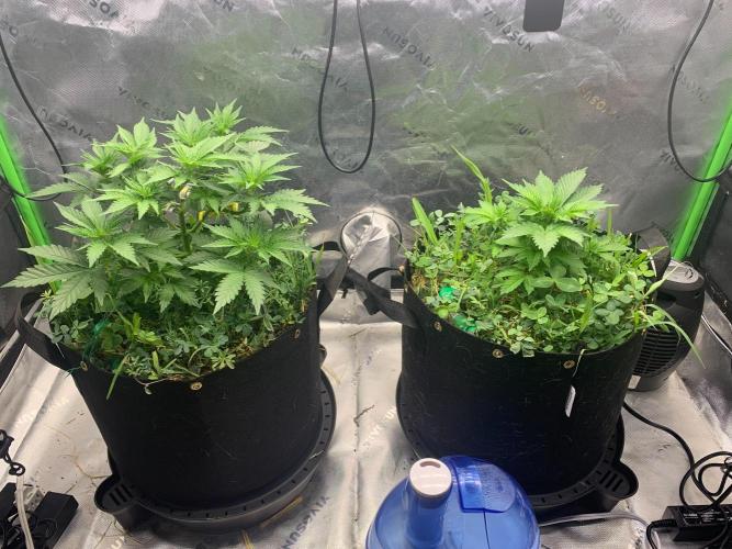R16: Blue Gelato. Week 6 - 3/16/26