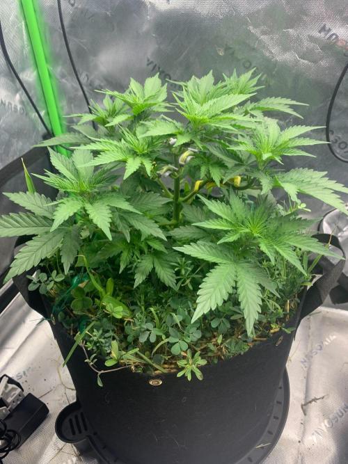 R16: Blue Gelato. Week 6 - 3/16/26