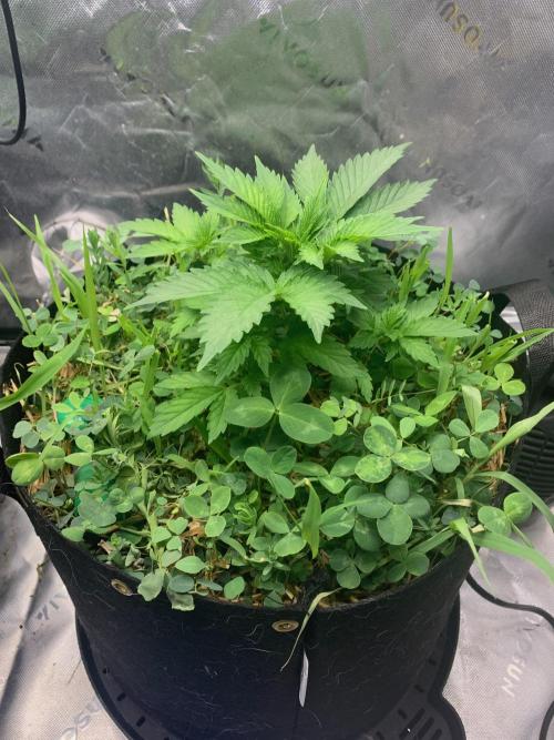 R16: Blue Gelato. Week 6 - 3/16/26