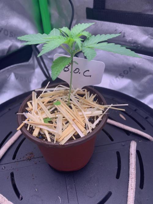 Badazz OG Cheese. Week 3