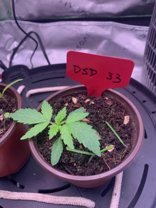 R20: DSD 33. Week 2 - 3/20/26