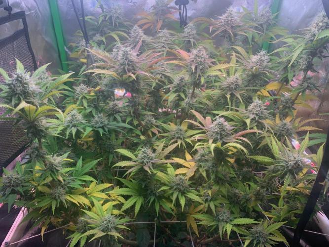 R14: White Widow. Week 15 - 3/21/26
