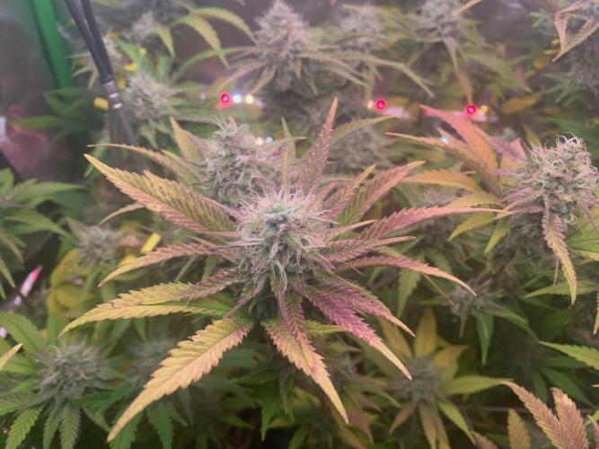 R14: White Widow. Week 15 - 3/21/26