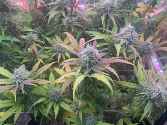 R14: White Widow. Week 15 - 3/21/26