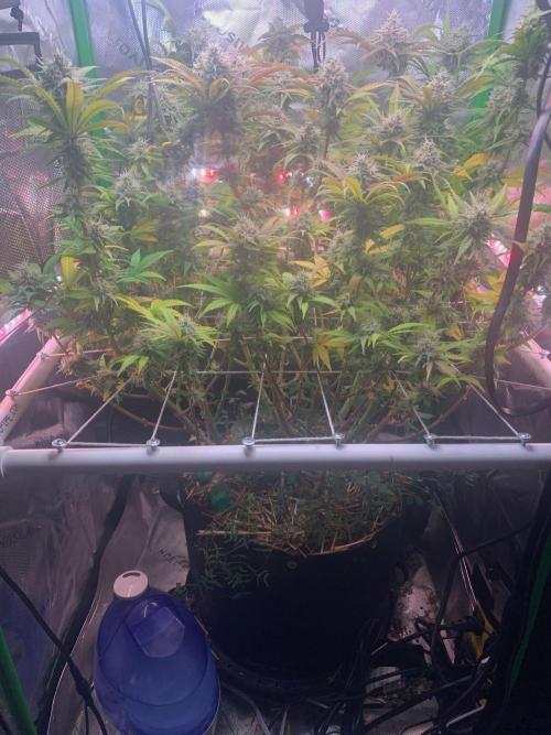 R14: White Widow. Week 15 - 3/21/26