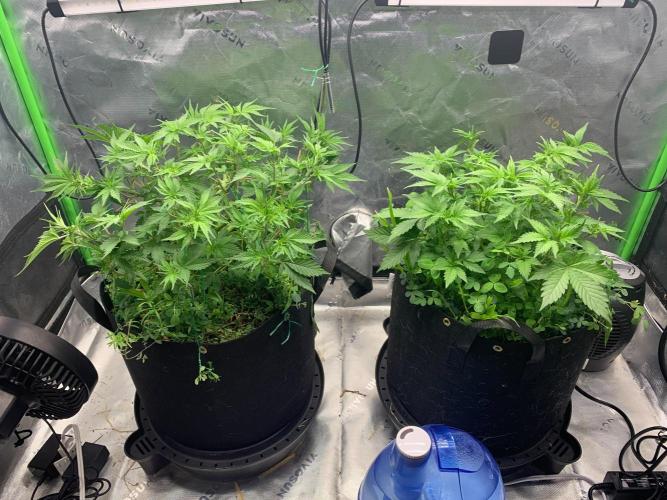 R16: Blue Gelato. Week 7