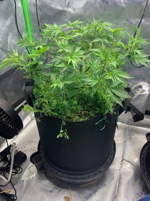 R16: Blue Gelato. Week 7