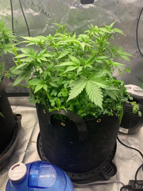 R16: Blue Gelato. Week 7