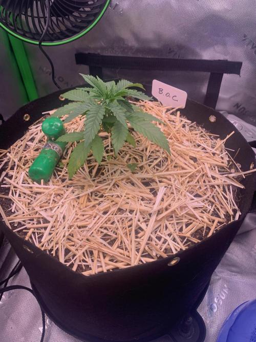 Badazz OG Cheese. Week 4