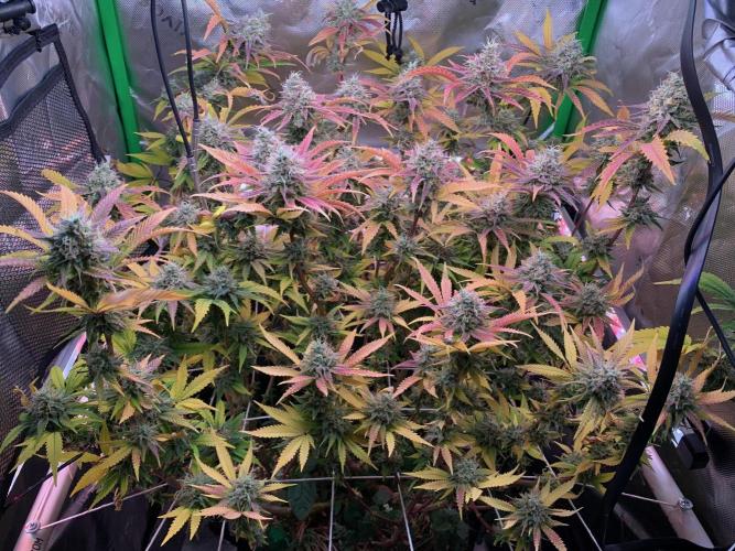 R14: White Widow. Week 16