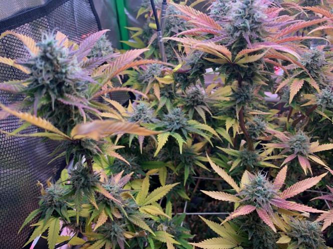 R14: White Widow. Week 16