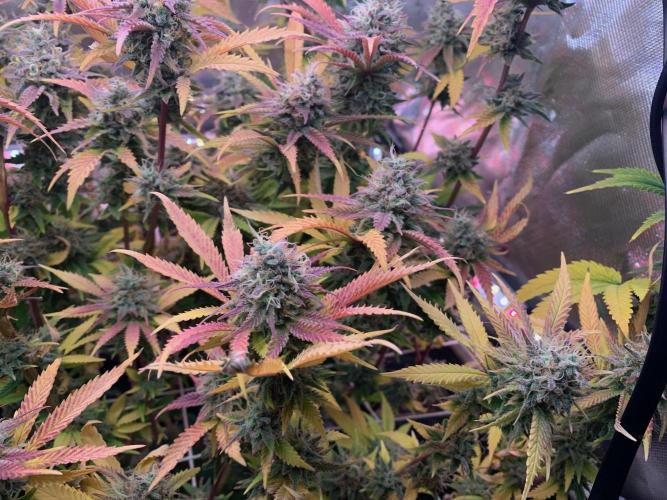 R14: White Widow. Week 16