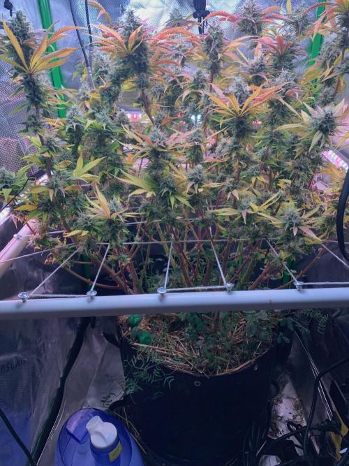 R14: White Widow. Week 16